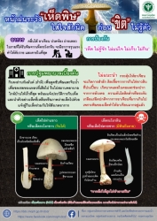 หน้าฝนเห็ดพิษ.jpg - แจ้งเตือนการเฝ้าระวังการป่วยด้วยโรคอาหารเป็นพิษจากการรับประทานเห็ดพิษ | https://www.sanpatong.go.th