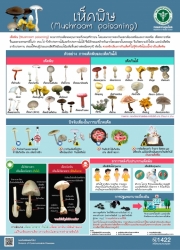 เห็ดพิษ.jpg - แจ้งเตือนการเฝ้าระวังการป่วยด้วยโรคอาหารเป็นพิษจากการรับประทานเห็ดพิษ | https://www.sanpatong.go.th