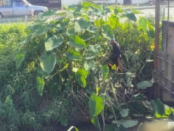 35970.jpg - กองช่าง เทศบาลตำบลสันป่าตอง ได้นำรถรถตักหน้าขุดหลัง ทำความสะอาดกำจัดผักตบชวาและวัชพืชในแหล่งน้ำสาธารณะภายในเขตเทศบาลตำบลสันป่าตอง ในวันที่ 17 พฤศจิกายน 2568 | https://www.sanpatong.go.th