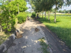 35988.jpg - งานสวนสาธารณะ กองช่าง ได้ดำเนินการทำความสะอาดกำจัดวัชพืช สวนสาธารณะภายในบริเวณเขตเทศบาลตำบลสันป่าตอง | https://www.sanpatong.go.th