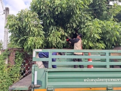 33797.jpg - งานป้องกันและบรรเทาสาธารณภัยร่วมงานกองสาธารณสุข ร่วมกันตัดกิ่งไม้ที่ยื่นกีดขวามการจราจร เพื่อเป็นการลดอุบัติเหตุ | https://www.sanpatong.go.th