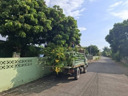 33803.jpg - งานป้องกันและบรรเทาสาธารณภัยร่วมงานกองสาธารณสุข ร่วมกันตัดกิ่งไม้ที่ยื่นกีดขวามการจราจร เพื่อเป็นการลดอุบัติเหตุ | https://www.sanpatong.go.th