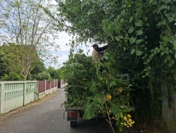 33806.jpg - งานป้องกันและบรรเทาสาธารณภัยร่วมงานกองสาธารณสุข ร่วมกันตัดกิ่งไม้ที่ยื่นกีดขวามการจราจร เพื่อเป็นการลดอุบัติเหตุ | https://www.sanpatong.go.th