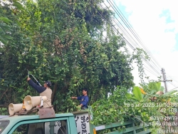 33814.jpg - งานป้องกันและบรรเทาสาธารณภัยร่วมงานกองสาธารณสุข ร่วมกันตัดกิ่งไม้ที่ยื่นกีดขวามการจราจร เพื่อเป็นการลดอุบัติเหตุ | https://www.sanpatong.go.th