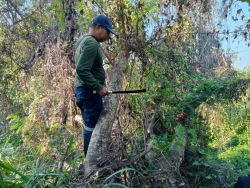 11.jpg - ตัดต้นไม้พื้นที่สาธารณะ ภายในเขตเทศบาลตำบลสันป่าตอง ตามคำร้องทั่วไป | https://www.sanpatong.go.th