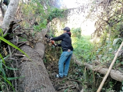 12.jpg - ตัดต้นไม้พื้นที่สาธารณะ ภายในเขตเทศบาลตำบลสันป่าตอง ตามคำร้องทั่วไป | https://www.sanpatong.go.th