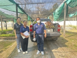 S__97001478.jpg - เทศบาลตำบลสันป่าตอง พร้อมกับฝ่ายแผนงานและงบประมาณ เดินทางมารับกล้าไม้ และพืชสมุนไพรที่ห้วยฮ่องไคร้  อำเภอดอยสะเก็ด | https://www.sanpatong.go.th