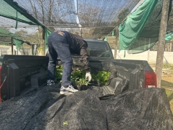 S__97001483.jpg - เทศบาลตำบลสันป่าตอง พร้อมกับฝ่ายแผนงานและงบประมาณ เดินทางมารับกล้าไม้ และพืชสมุนไพรที่ห้วยฮ่องไคร้  อำเภอดอยสะเก็ด | https://www.sanpatong.go.th