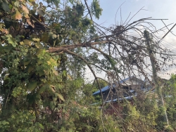 S__129343542.jpg - เทศบาลตำบลสันป่าตอง ร่วมกับงานป้องกันและบรรเทาสาธารรภัยได้ดำเนินการแก้ไขปัญหา กรณีต้นไม้หักพาดสายไฟ | https://www.sanpatong.go.th