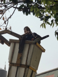 52362.jpg - เทศบาลตำบลสันป่าตอง ร่วมกับงานงานป้องกันและบรรเทาสารณภัยร่วมกับกองช่างตัดแต่งกิ่งไม้วัดกลางทุ่ง  | https://www.sanpatong.go.th