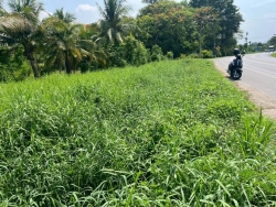 54075.jpg - เทศบาลตำบลสันป่าตองร่วมกับกองช่าง ดำเนินการ ทำความสะอาด กำจัดวัชพืช ลำเหมือง ถนน สันป่าตอง_ลำพูน | https://www.sanpatong.go.th