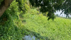 54161.jpg - องค์การบริหารส่วนจังหวัดเชียงใหม่ร่วมกับเทศบาลตำบลสันป่าตอง ได้ร่วมกันกำจัดผักตบชวา และวัชพืชในแหล่งน้ำลำเหมืองแม่กุ้ง | https://www.sanpatong.go.th