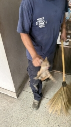 S__34619417.jpg - เทศบาลตำบลสันป่าตองร่วมกับงานป้องกันและบรรเทาสาธารณภัย สำนักปลัดเทศบาล รับแจ้งทางโทรศัพท์ ขอความช่วยเหลือนำลูกแมวที่ติดอยู่ภายในบริเวณบ้านของประชาชน | https://www.sanpatong.go.th