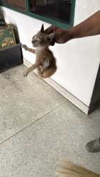 S__34619418.jpg - เทศบาลตำบลสันป่าตองร่วมกับงานป้องกันและบรรเทาสาธารณภัย สำนักปลัดเทศบาล รับแจ้งทางโทรศัพท์ ขอความช่วยเหลือนำลูกแมวที่ติดอยู่ภายในบริเวณบ้านของประชาชน | https://www.sanpatong.go.th