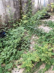 S__35143688.jpg - เทศบาลตำสันป่าตอง ร่วมกับงานป้องกันและบรรเทาสาธารณภัย สำนักปลัดเทศบาล ดำเนินการตัดกิ่งไม้และเก็บกวาดเศษไม้บริเวณด้านหลังอาคาร | https://www.sanpatong.go.th