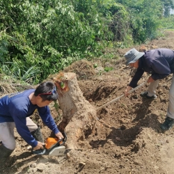S__32325699.jpg - เทศบาลตำบลสันป่าตอง ร่วมกับ งานป้องกันและบรรเทาสาธารณภัย สำนักปลัดเทศบาล ร่วมกับกองช่าง ดำเนินการตัดกิ่งไม้ ตอไม้  | https://www.sanpatong.go.th