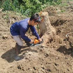 S__32325700.jpg - เทศบาลตำบลสันป่าตอง ร่วมกับ งานป้องกันและบรรเทาสาธารณภัย สำนักปลัดเทศบาล ร่วมกับกองช่าง ดำเนินการตัดกิ่งไม้ ตอไม้  | https://www.sanpatong.go.th