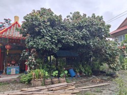 เทศบาลตำบลสันป่าตองพร้อมกับงานป้องกันและบรรเทาสาธารณภัย สำนักปลัดเทศบาล รับแจ้งเหตุผ่านระบบรับคำร้องออนไลน์ Bell Me ขอความอนุเคราะห์ตัดแต่งกิ่งไม้ภายในบริเวณวัดศรีอรุณ ภาพที่ 1 | https://www.sanpatong.go.th