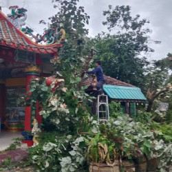 เทศบาลตำบลสันป่าตองพร้อมกับงานป้องกันและบรรเทาสาธารณภัย สำนักปลัดเทศบาล รับแจ้งเหตุผ่านระบบรับคำร้องออนไลน์ Bell Me ขอความอนุเคราะห์ตัดแต่งกิ่งไม้ภายในบริเวณวัดศรีอรุณ ภาพที่ 3 | https://www.sanpatong.go.th