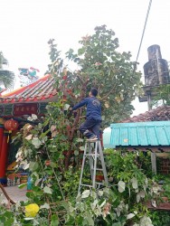 เทศบาลตำบลสันป่าตองพร้อมกับงานป้องกันและบรรเทาสาธารณภัย สำนักปลัดเทศบาล รับแจ้งเหตุผ่านระบบรับคำร้องออนไลน์ Bell Me ขอความอนุเคราะห์ตัดแต่งกิ่งไม้ภายในบริเวณวัดศรีอรุณ ภาพที่ 9 | https://www.sanpatong.go.th